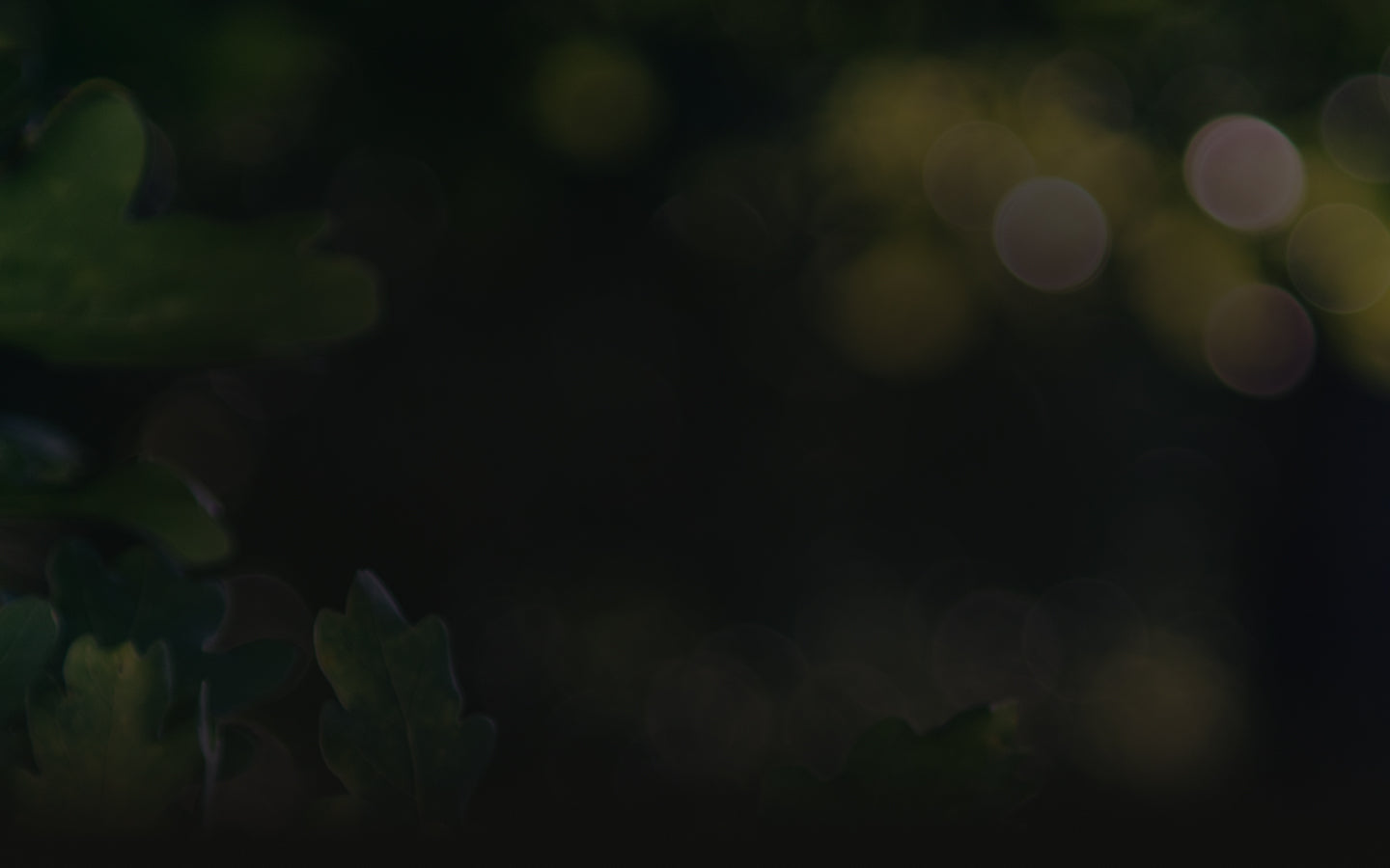 Oak tree symbolizing growth for Acorn Strategy, a Shopify Plus web design and marketing agency