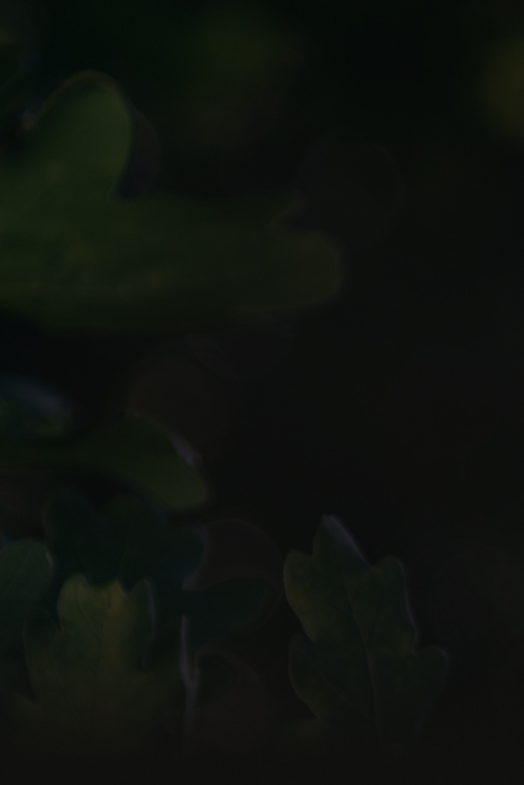 Oak tree symbolizing growth for Acorn Strategy, a Shopify web design and marketing agency